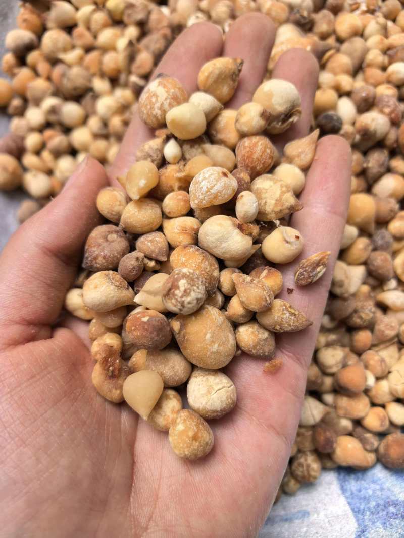 山慈菇光茨菇无杂质品质保证价格实惠