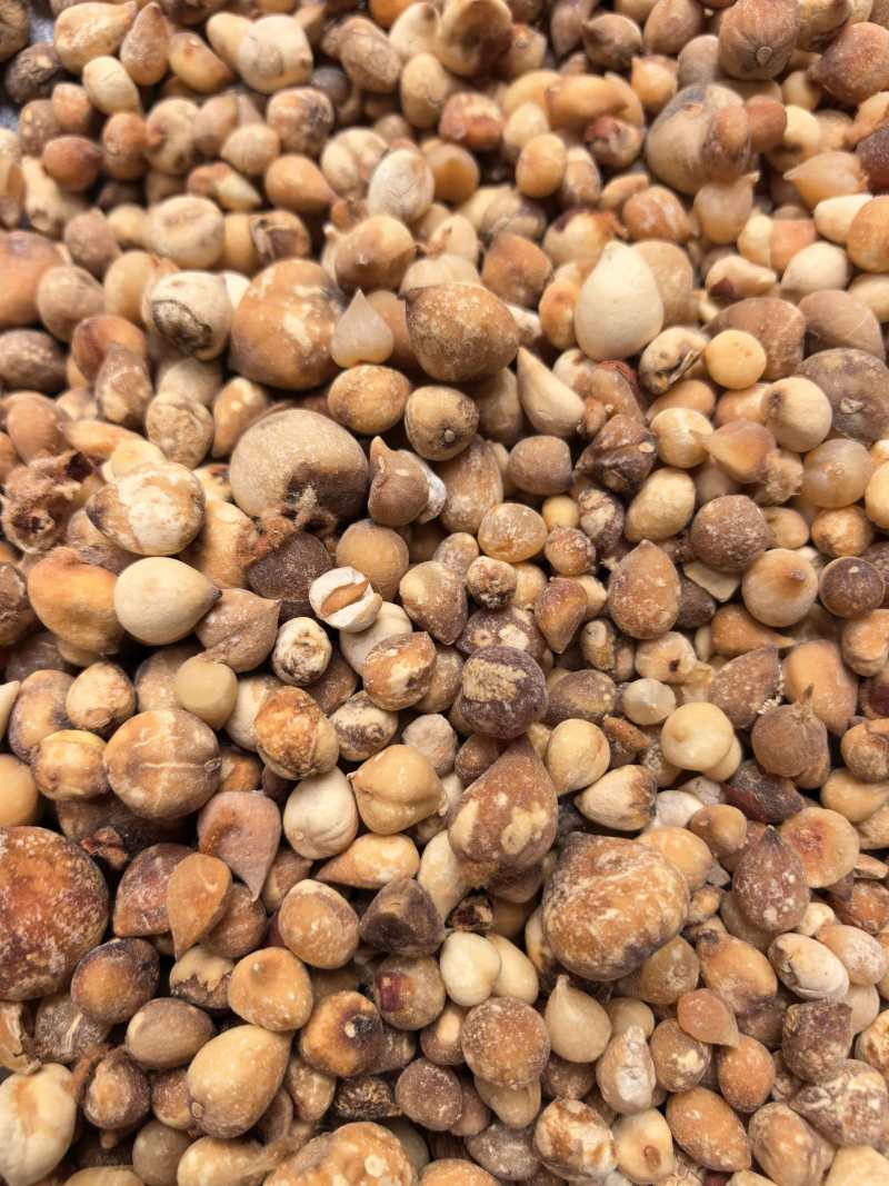 山慈菇光茨菇无杂质品质保证价格实惠