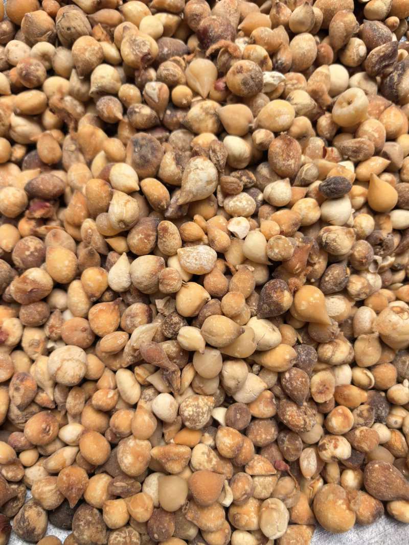 山慈菇光茨菇无杂质品质保证价格实惠