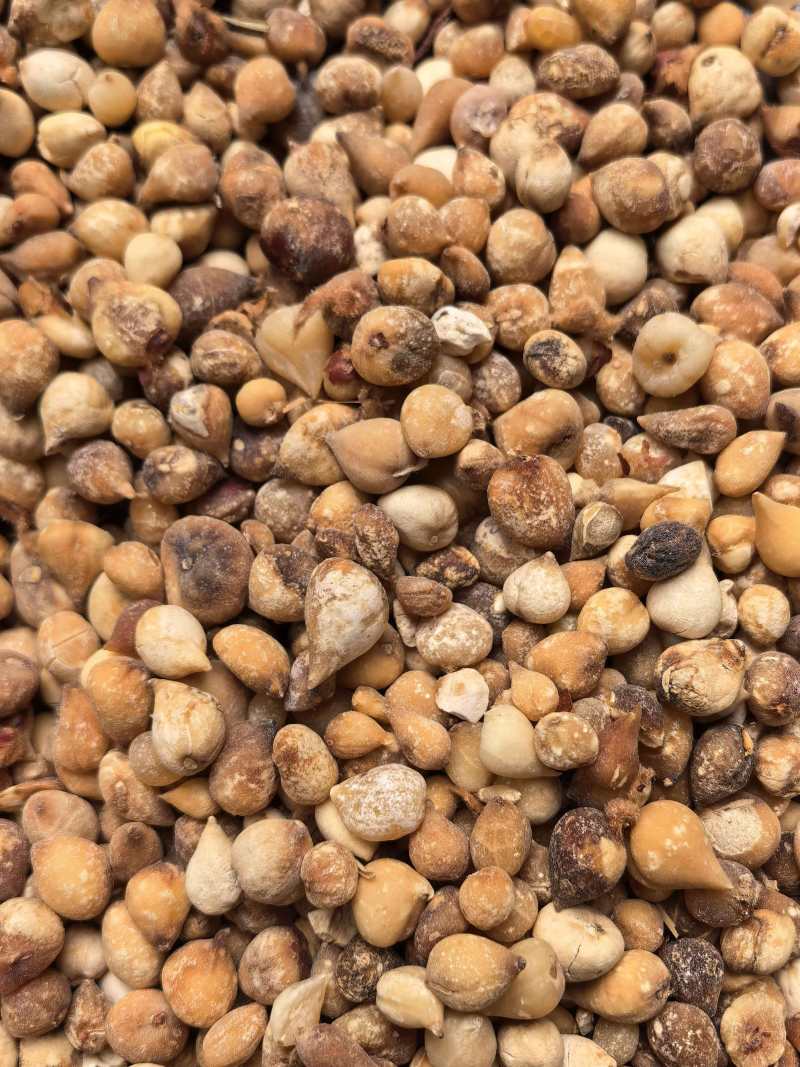 山慈菇光茨菇无杂质品质保证价格实惠