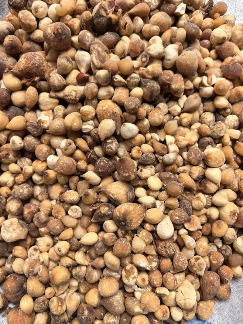 山慈菇光茨菇无杂质品质保证价格实惠