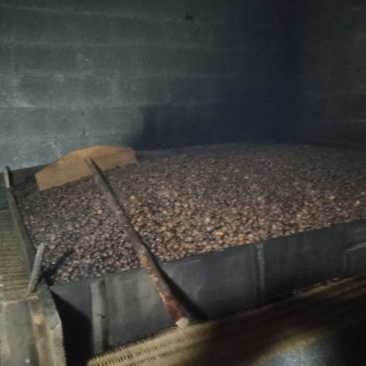 精品老茶树茶油