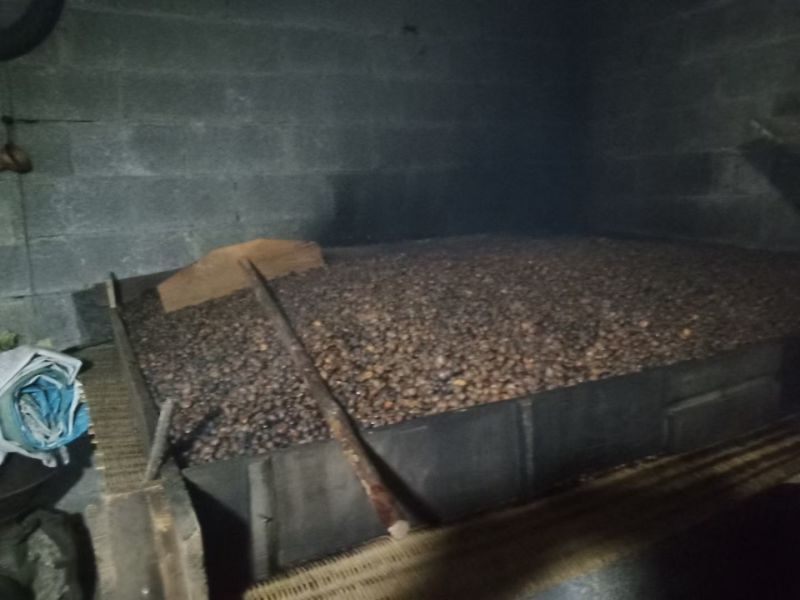 精品老茶树茶油