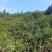 精品老茶树茶油