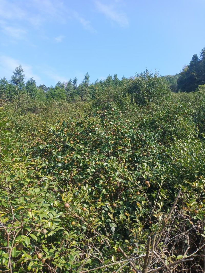 精品老茶树茶油