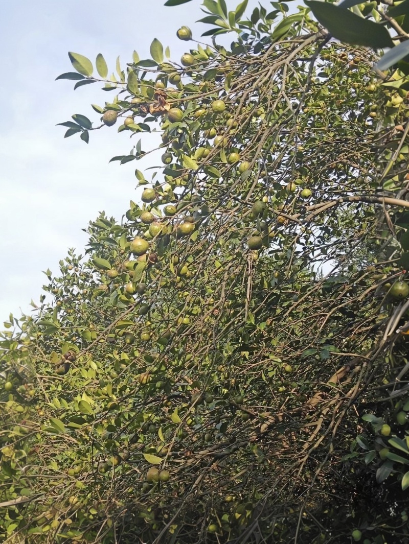 精品老茶树茶油