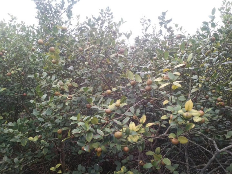 精品老茶树茶油