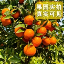 重庆沃柑，产地一手货源，量大优惠，对接全国市场电商平台