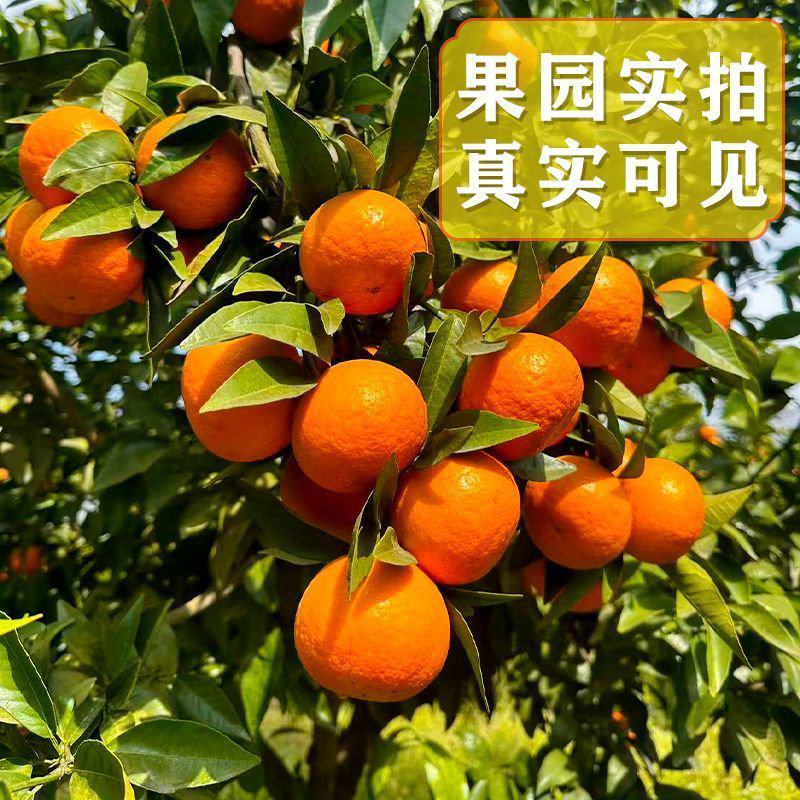 重庆沃柑，产地一手货源，量大优惠，对接全国市场电商平台