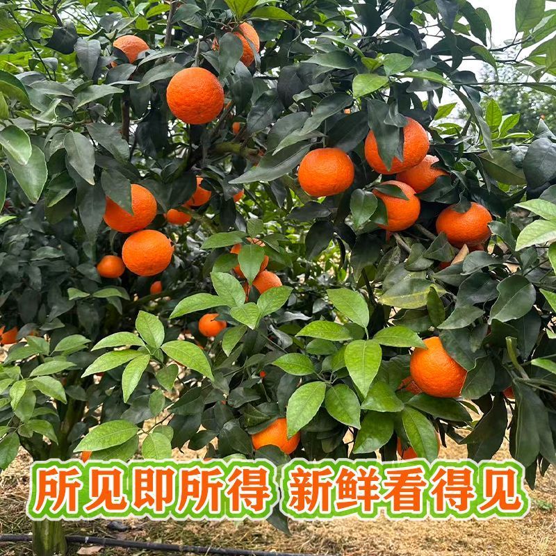 重庆沃柑，产地一手货源，量大优惠，对接全国市场电商平台