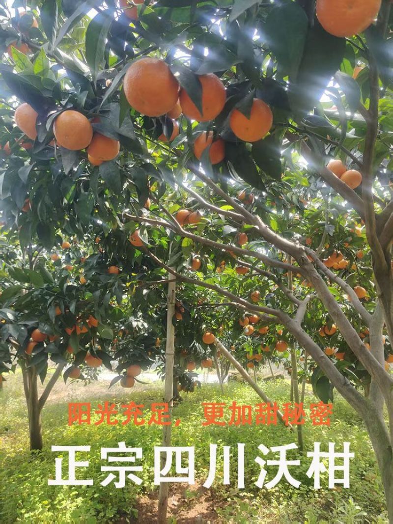 重庆沃柑，产地一手货源，量大优惠，对接全国市场电商平台