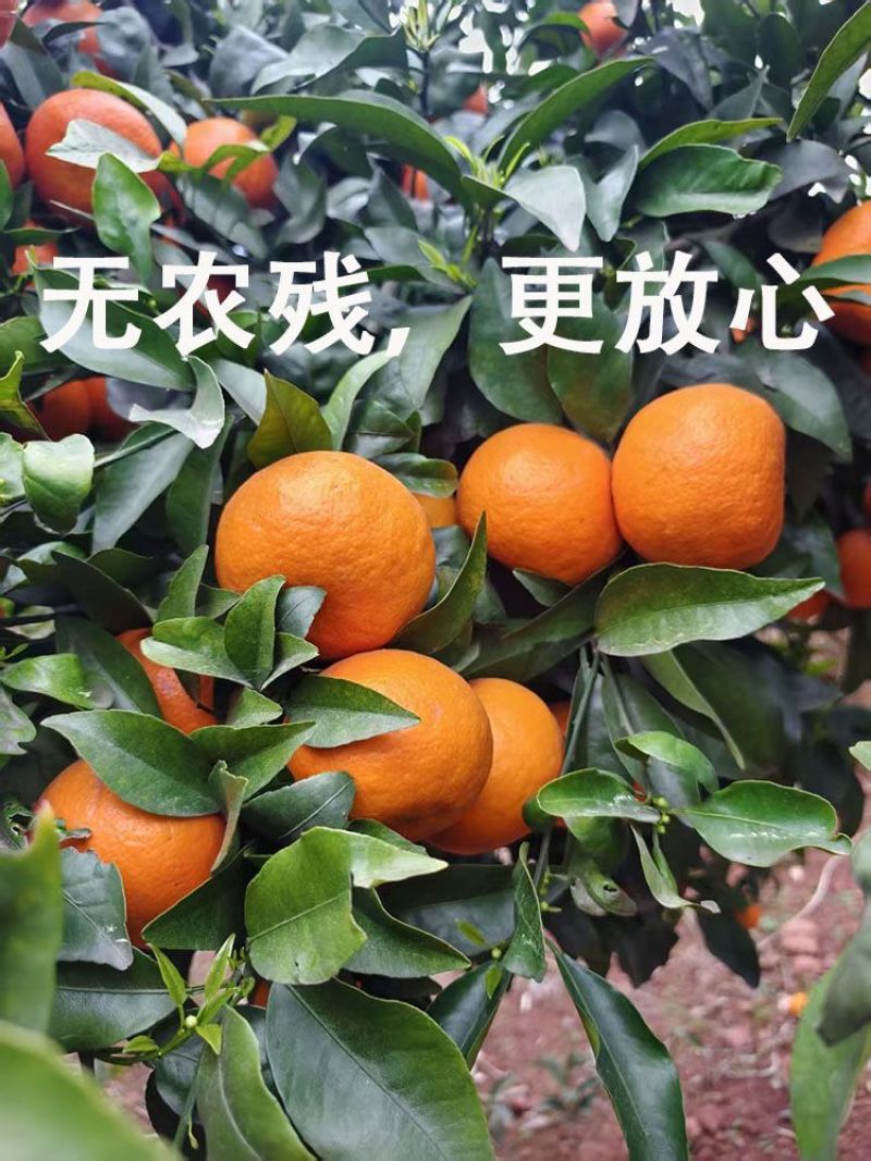 重庆沃柑，产地一手货源，量大优惠，对接全国市场电商平台