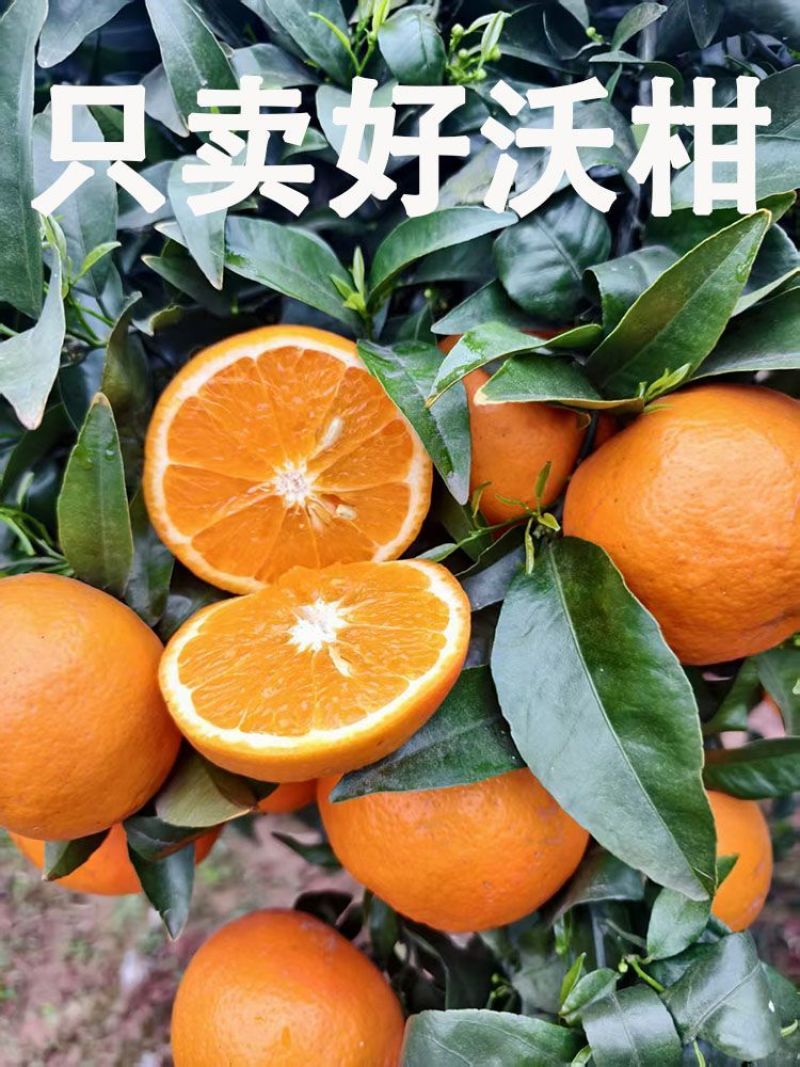 重庆沃柑，产地一手货源，量大优惠，对接全国市场电商平台