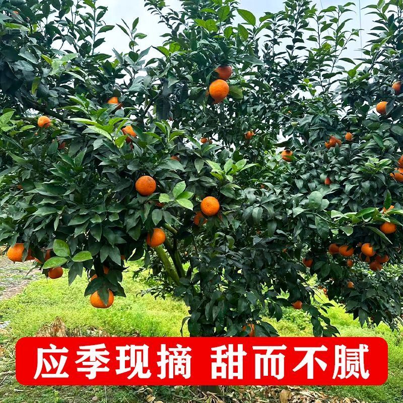 重庆沃柑，产地一手货源，量大优惠，对接全国市场电商平台