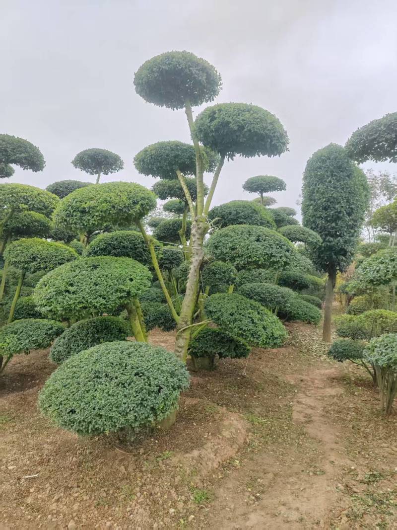 河南女贞造型树价格美丽成活率高对接全国量大从优欢迎询价