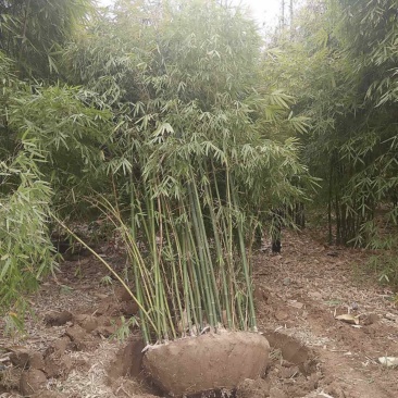 丛竹慈孝竹