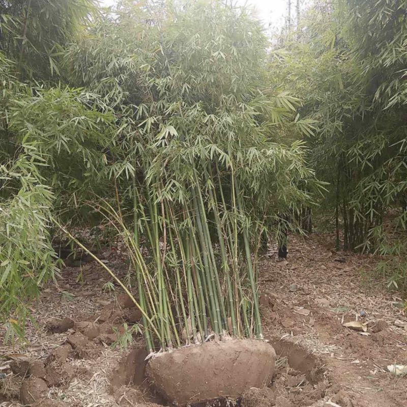 丛竹慈孝竹
