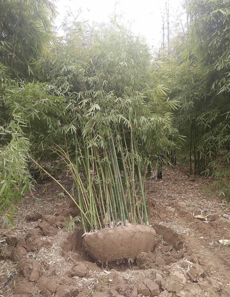 丛竹慈孝竹