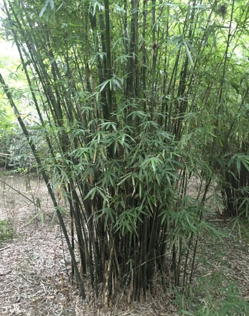丛竹慈孝竹