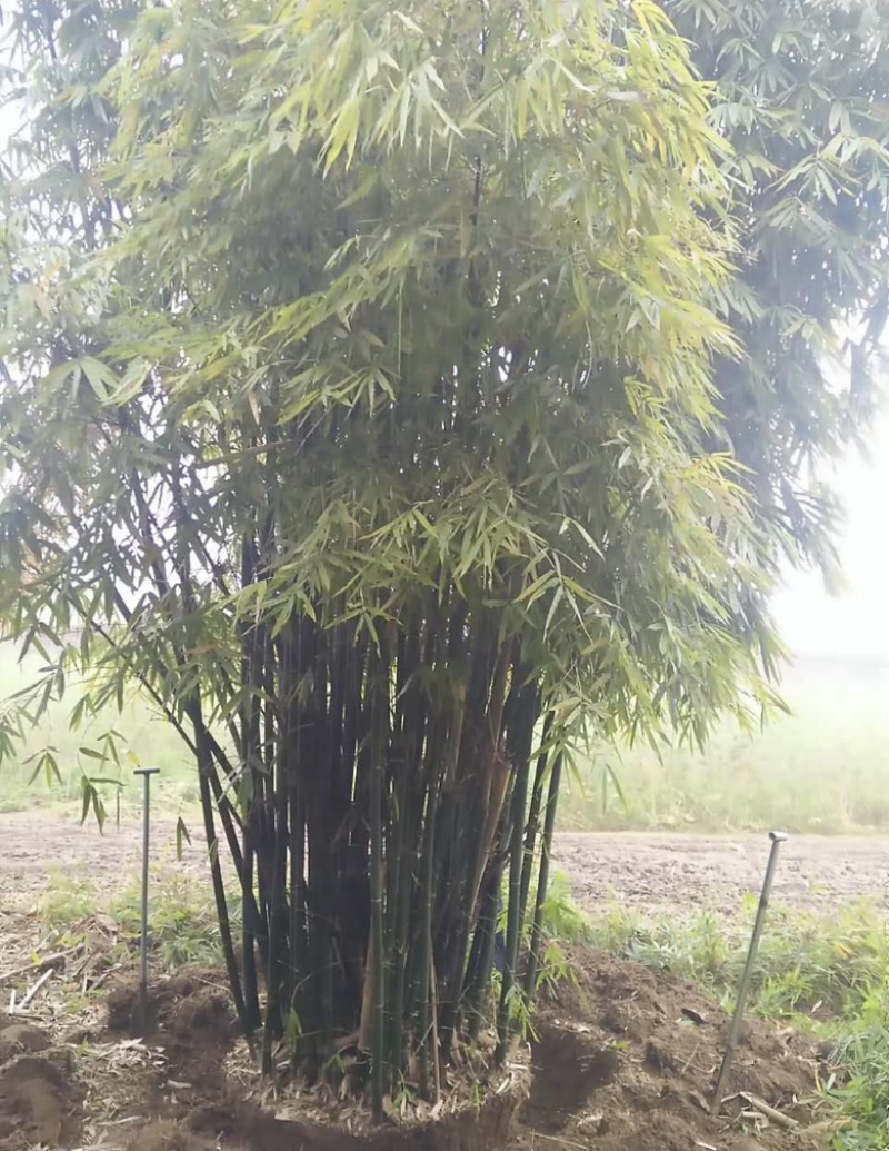 丛竹慈孝竹