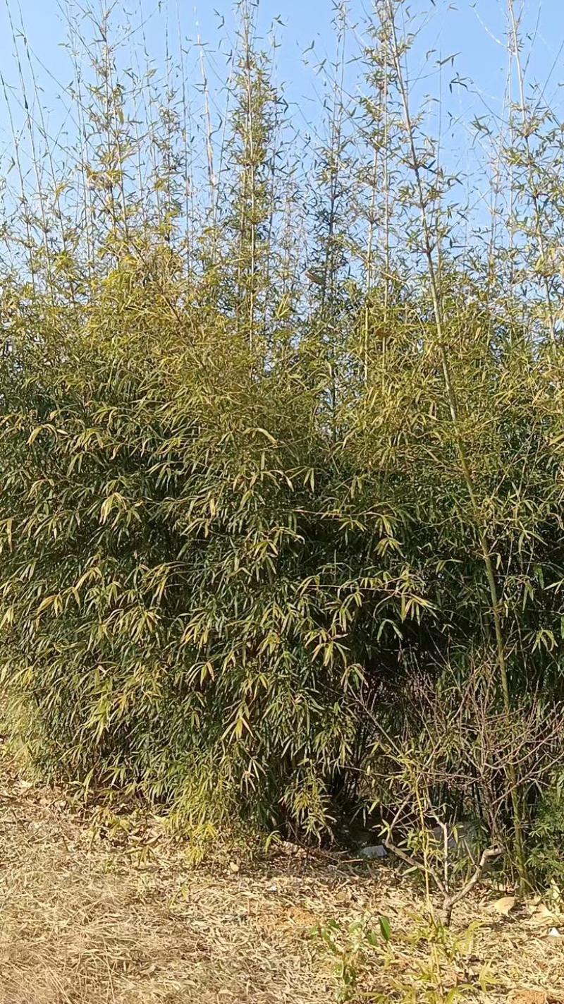 丛竹慈孝竹