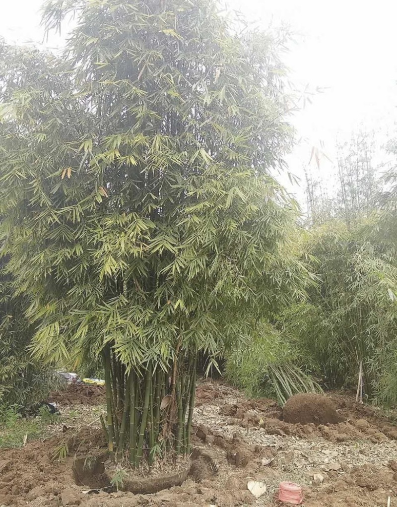 丛竹慈孝竹