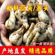 重庆新鲜藠头荞头把子蒜现挖现发产地直供
