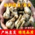 重庆新鲜藠头荞头把子蒜现挖现发产地直供