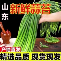 精品白帽，蒜苔红帽，蒜苔，品质好，质量有保障，加工厂电超