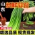 精品白帽，蒜苔红帽，蒜苔，品质好，质量有保障，加工厂电超