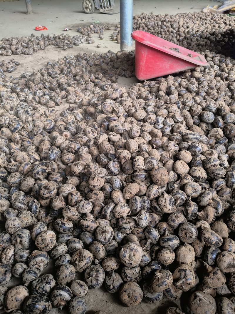 【商品名称】南昌三江镇新鲜马蹄产地直供批发【产品特点