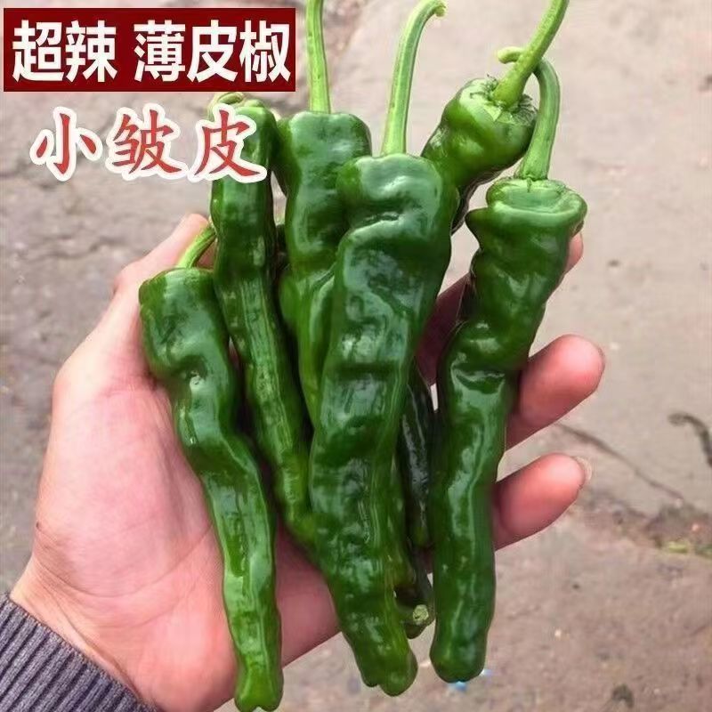 精品大黑皱皮，质量好，品质有保障，需要的联系