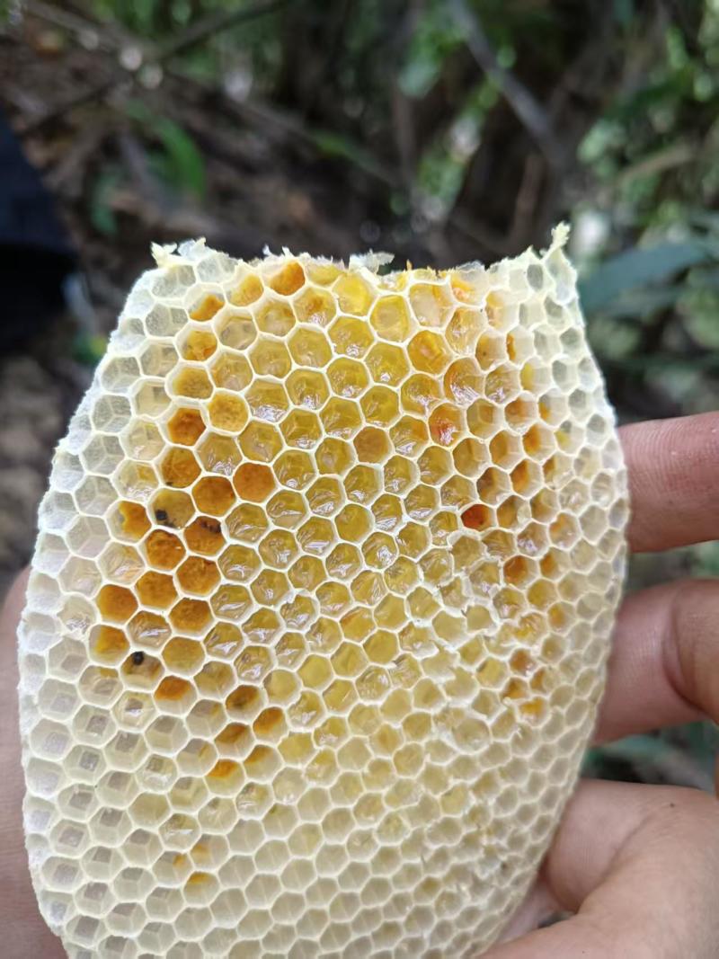 黔西南土蜂蜜