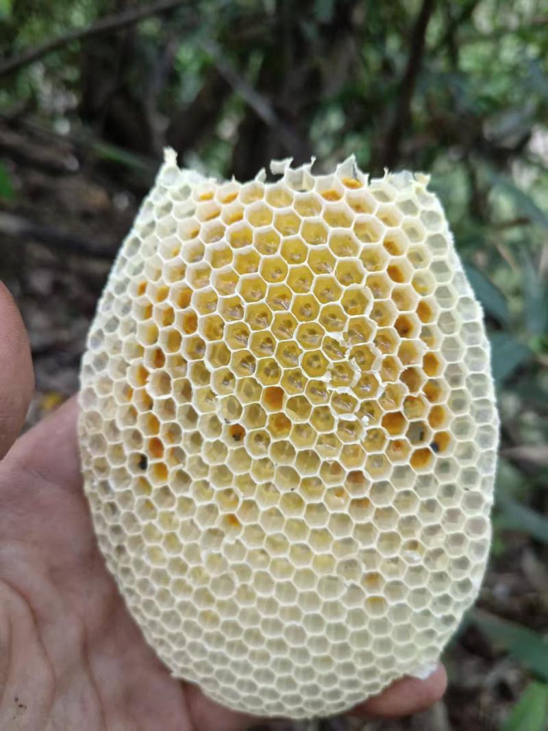 黔西南土蜂蜜