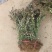 南方北方种植花坛绿篱好养活红叶小波绿化苗木