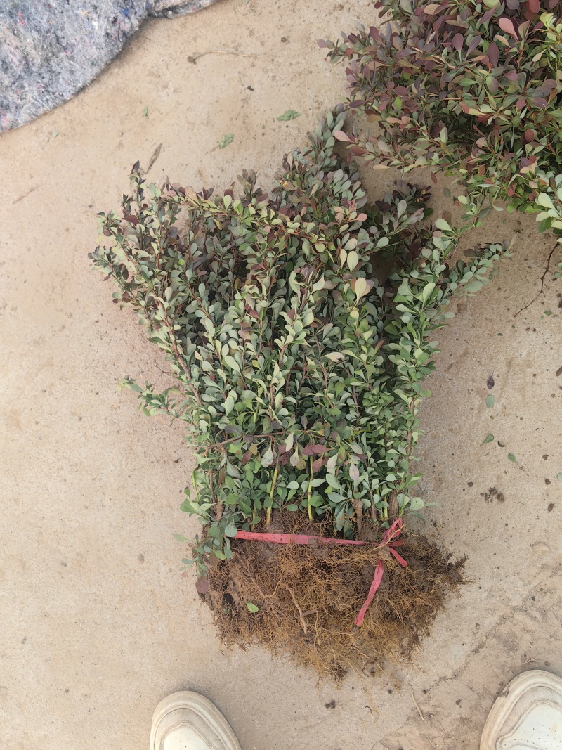 南方北方种植花坛绿篱好养活红叶小波绿化苗木