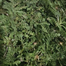 荠菜刚挖的