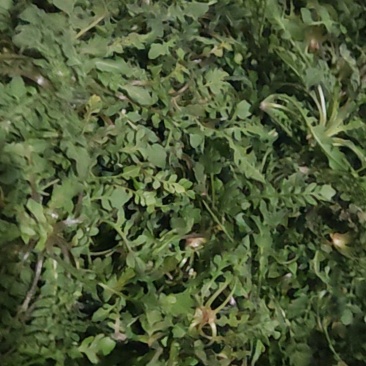 荠菜刚挖的