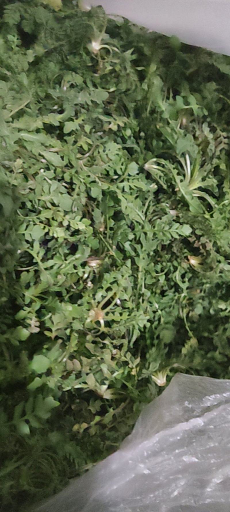 荠菜刚挖的