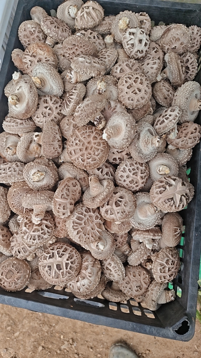 香菇