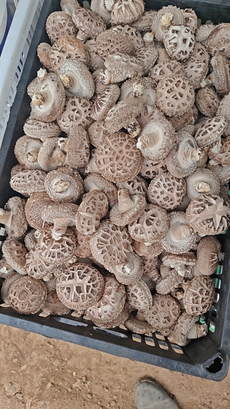 香菇