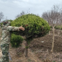 造型棒棒糖独杆龙柏南方北方好种植庭院