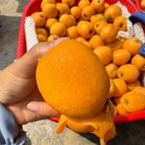云南省永善大兴大五星枇杷