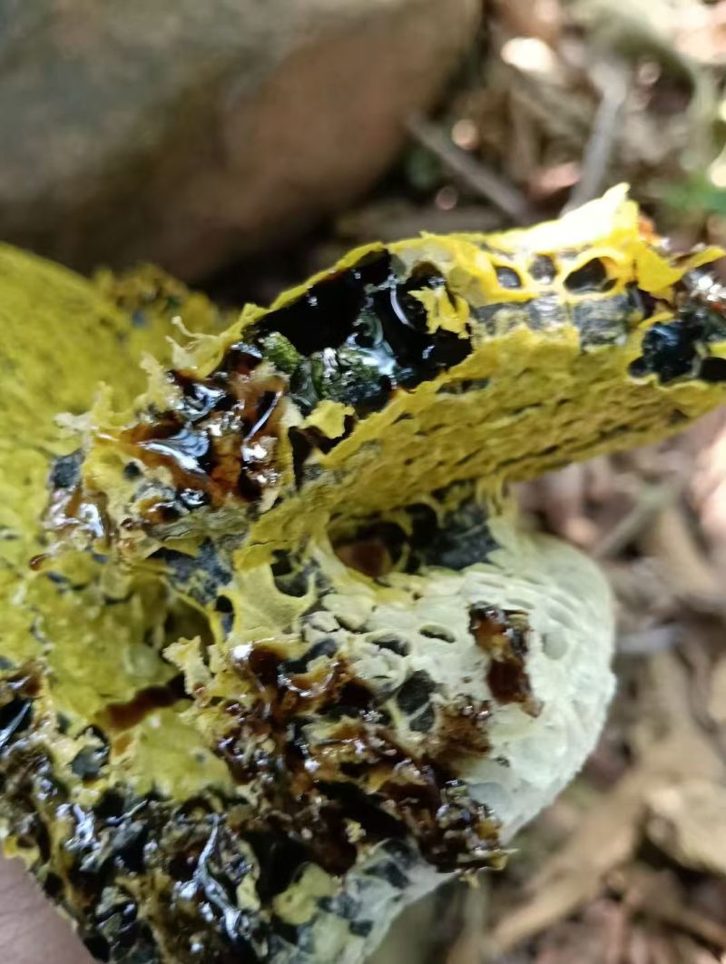 临沧土蜂蜜
