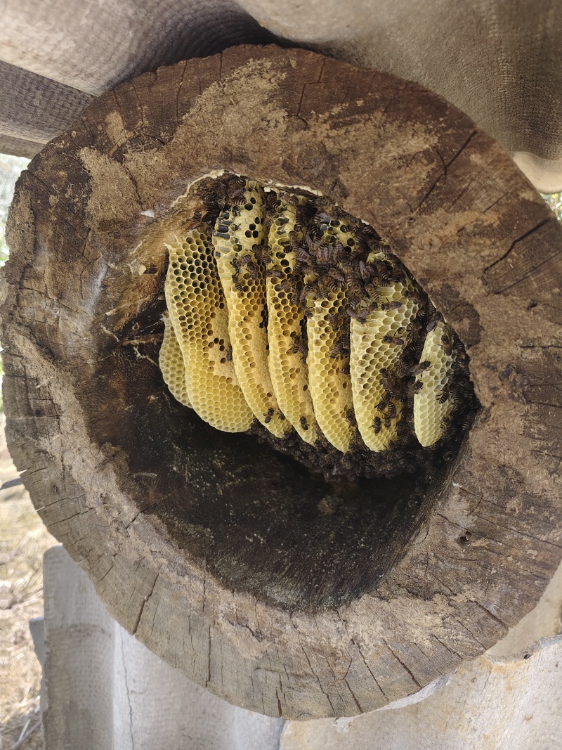 临沧土蜂蜜