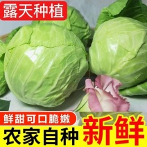 河南甘蓝，精品圆包菜，质优价廉，可视频看货，欢迎咨询