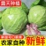 河南甘蓝,精品圆包菜,质优价廉,可视频看货,欢迎咨询