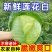 河南甘蓝,精品圆包菜,质优价廉,可视频看货,欢迎咨询