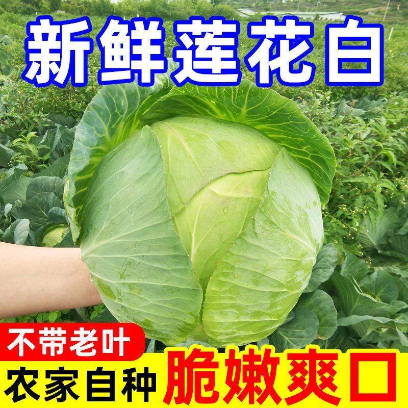 河南甘蓝，精品圆包菜，质优价廉，可视频看货，欢迎咨询