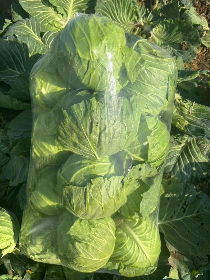 河南甘蓝，精品圆包菜，质优价廉，可视频看货，欢迎咨询